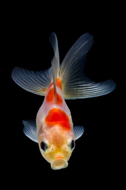 Gold Fish Isolated on black Background