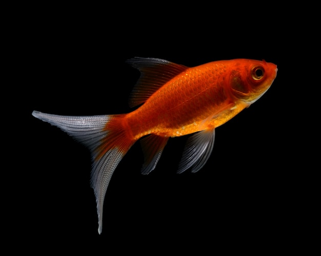 Gold fish isolated on black  space