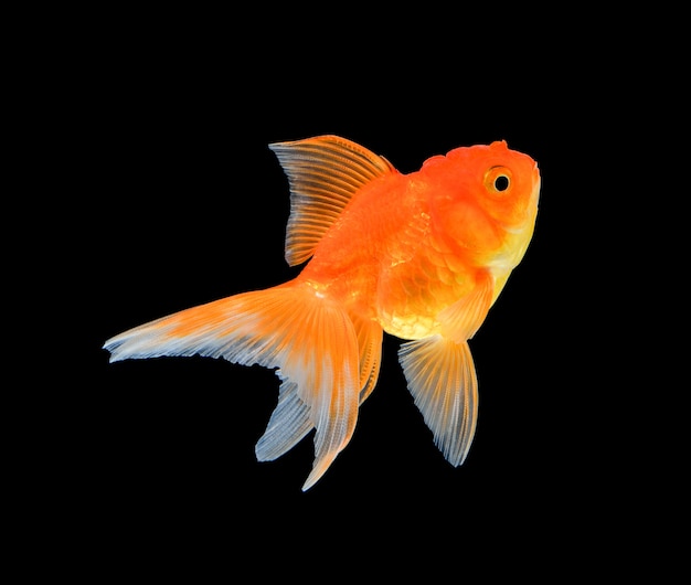 Gold fish isolated on black