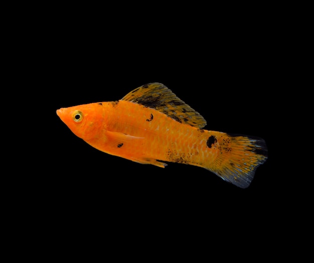 사진 블랙에 고립 된 황금 물고기