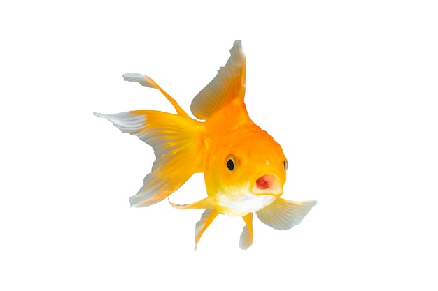 Gold Fish Isolated on White Background