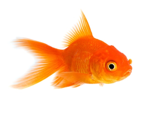 Gold fish isolated on a white background.