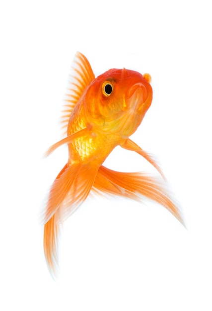 Gold fish isolated on a white background.