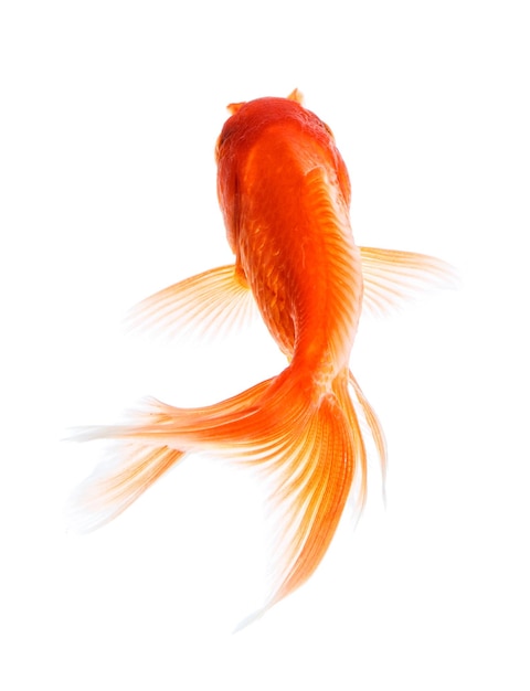 Gold fish isolated on a white background.