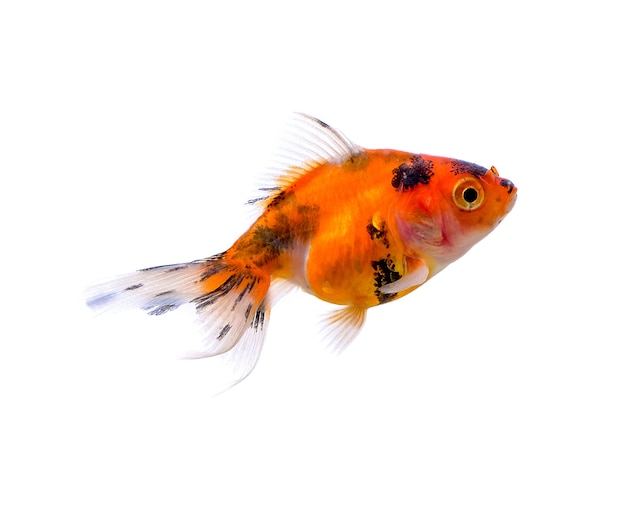 Gold fish isolated on a white background