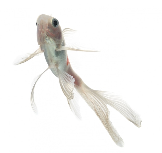 Photo gold fish isolation on the white space