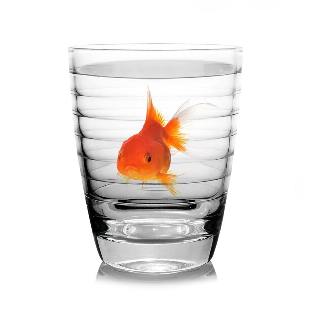 Gold fish Isolation on the white