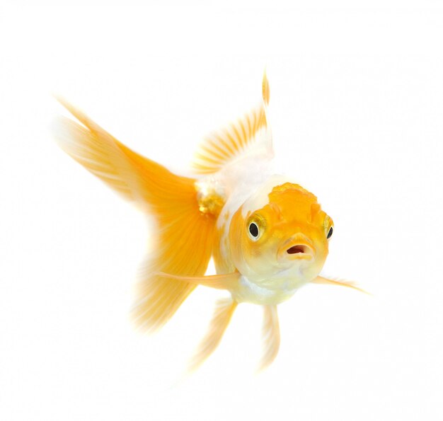 Photo gold fish. isolation on the white