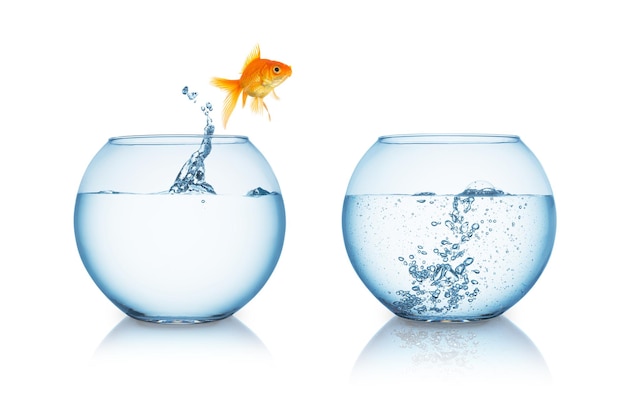 A gold fish jumps in to a fishbowl with hot water isolated on white background. Taken in Studio with a 5D mark III.