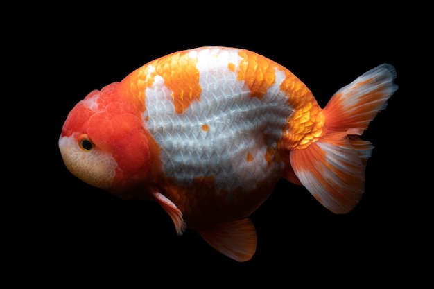 Gold Fish , pet in culture asian  japan and china ,for lucky in traditional