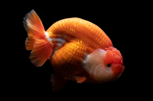 Goldfish 1080P, 2K, 4K, 5K HD wallpapers free download | Wallpaper Flare