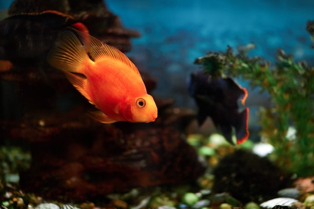 gold fish swims in an aquarium