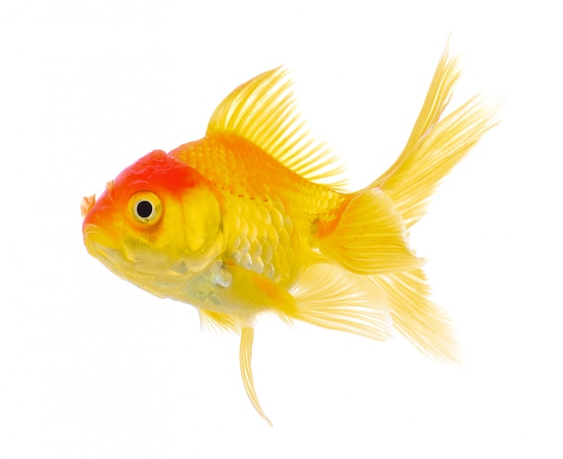 Gold fish on white wall