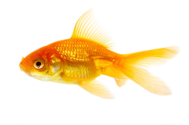 金色の魚