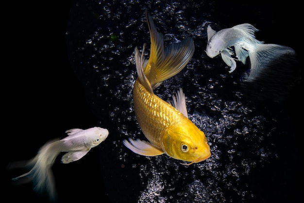 Photo gold and platinum carp fishes in aquarium cabinet black background