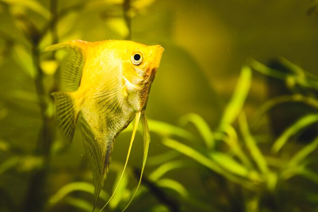 Foto pterophyllum scalare dorato nell'acqua dell'acquario sullo sfondo giallo del pesce angelo