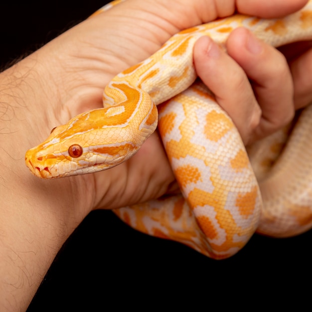 Foto pitone dorato, pitone reticolato (python reticulatus).