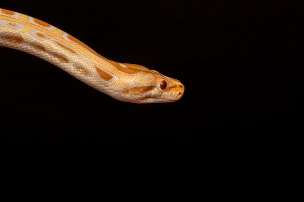 Pitone dorato, pitone reticolato (python reticulatus).