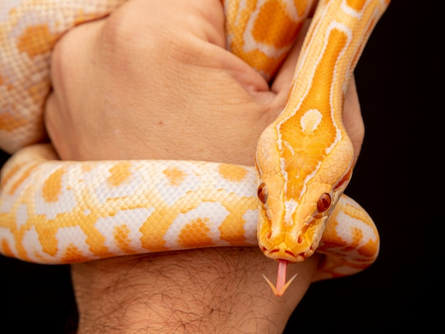 Pitone d'oro, pitone reticolato (python reticulatus).