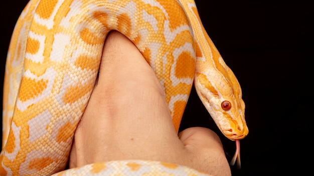 Gold Python, Reticulated python(Python reticulatus).