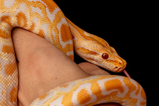 Gold Python, Reticulated python (Python reticulatus).