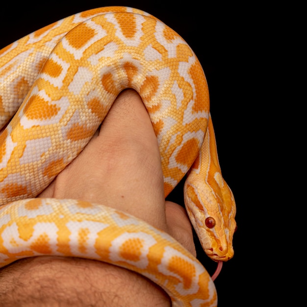 Photo gold python, reticulated python (python reticulatus).