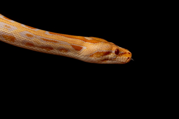 gold python, reticulated python (python reticulatus).