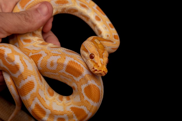 Gold Python, Reticulated python (Python reticulatus).