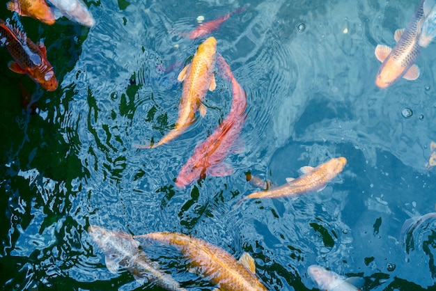 水の中の金と赤の帝国の魚