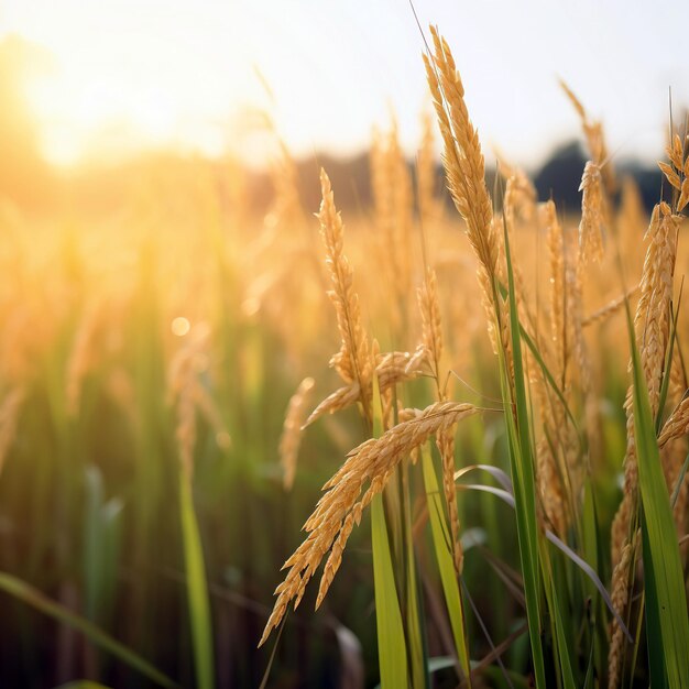 Gold rice fields