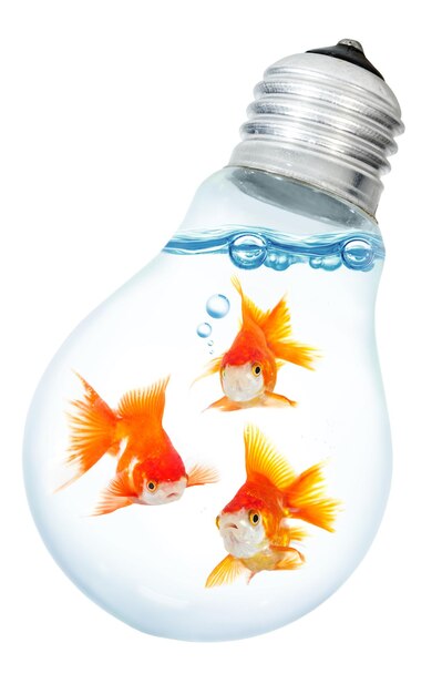 Gold small fish in light bulb