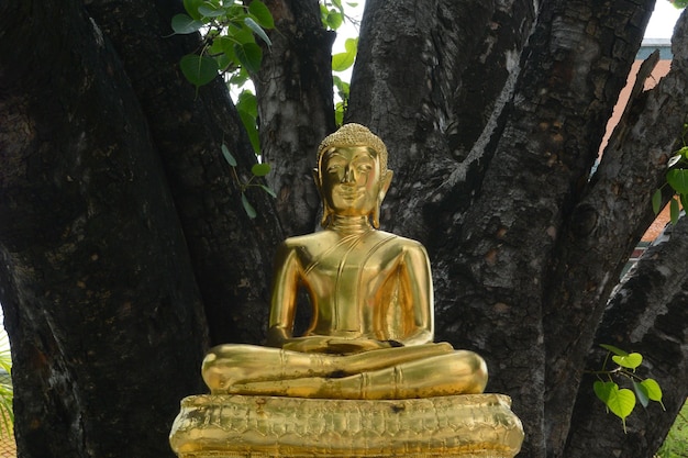 Foto statua d'oro di buddha contro l'albero