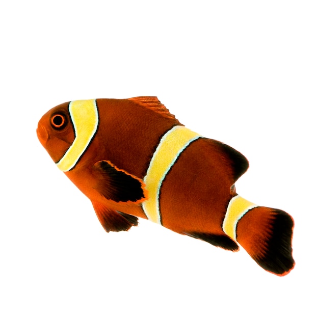 Золотая полоса maroon clownfish - premnas biaculeatus на белом