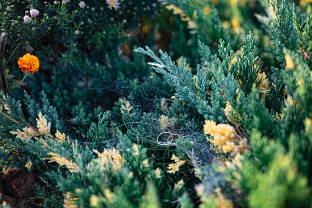 Gold wedding rings on the grass