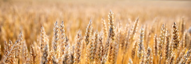 金の麦畑美しい自然夕日の風景牧草地の麦畑の成熟した穂の背景大収穫と生産的な種子産業の概念