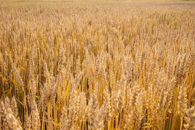 ゴールドウィートフィールド。美しい自然の夕日の風景。牧草地の麦畑の穂の成熟の背景。豊作と生産性の高い種子産業の概念。