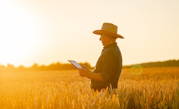 Gold wheat field before harvesting. Blue sky above. Sunset above yellow wheat ears field. Closeup.