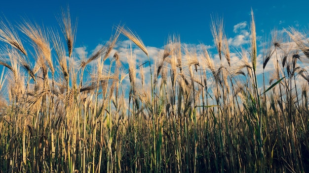 Gold wheat field on blue sky early morning