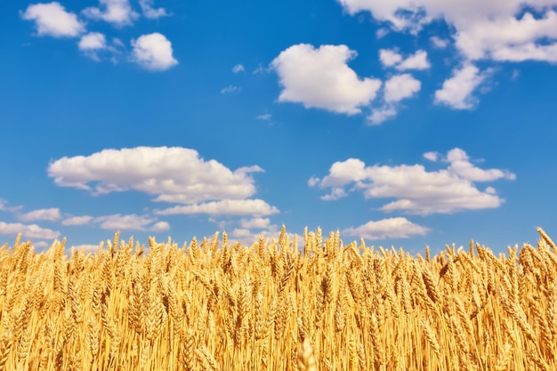 Gold wheat field and blue sky Ukraine Europe