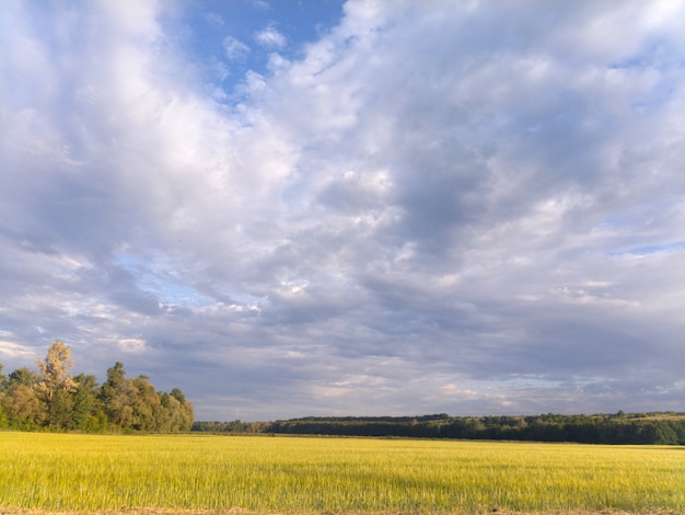 Gold wheat field and blue sky