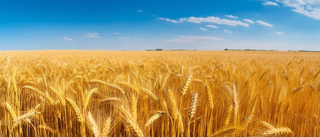 Gold wheat field and blue sky