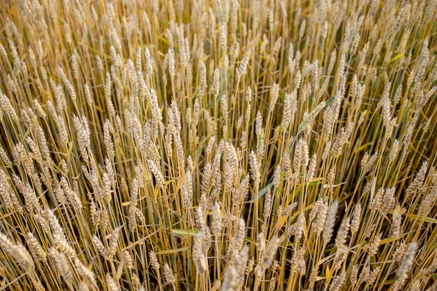 Gold Wheat Field closeup top view