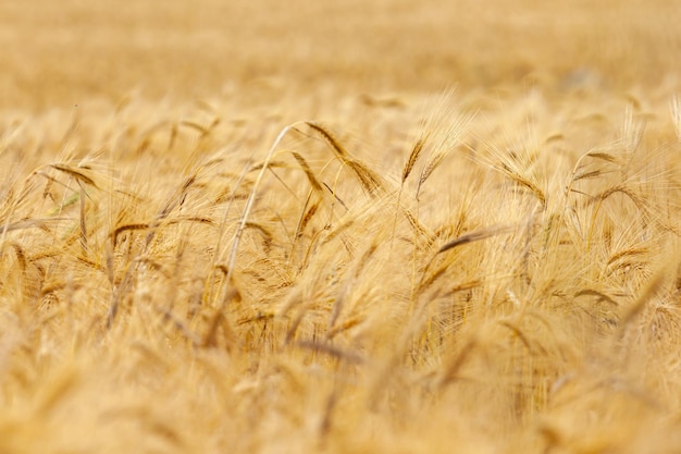 Gold wheat field ripening ears of yellow wheat field