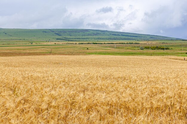 Gold wheat field ripening ears of yellow wheat field