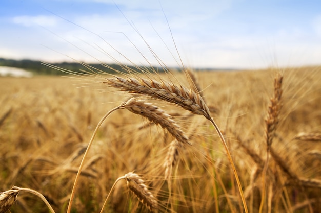 Gold wheat field with two close up wheat