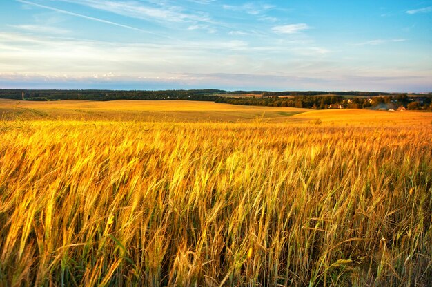 Gold wheat flied panorama with village on background rural countryside sunset crop field belarus