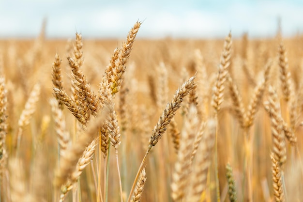 Gold yellow wheat cereal waving trembling in the wind, grain harvest ripens in the sunny summer