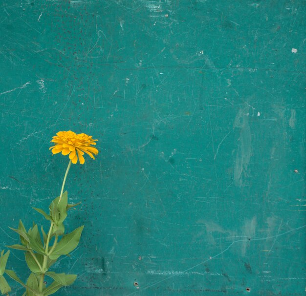 Gold zinnia flower against scratched grunge vintage old teal green wooden door wall background