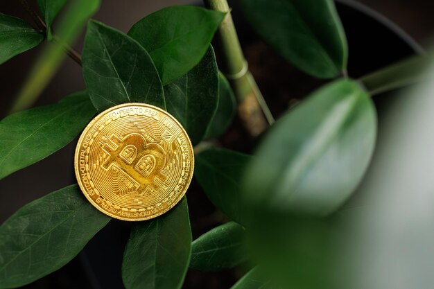 A goldcoloured Bitcoin coin rests on the leaves of a dollar tree