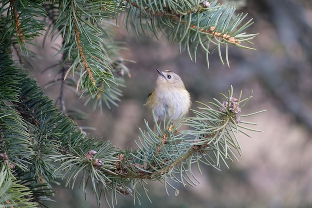 Goldcrest on the fir looking up Regulus regulus